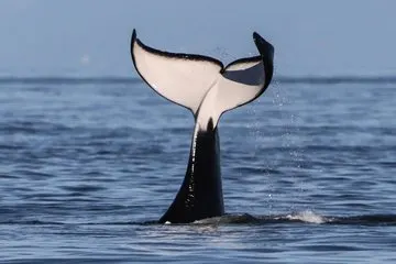 Vancouver Island