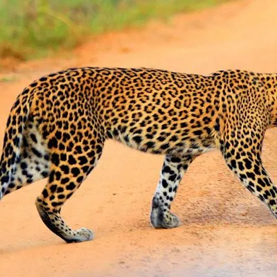 Yala Safari Excursión privada de un día desde las áreas de Bentota y Kalutara | voooya