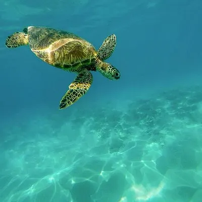 Caretta-Caretta Turtle Trip | voooya
