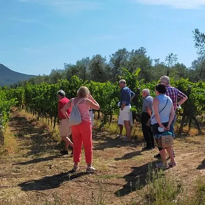 De mediterrane charme van Bolgheri met een sommelier - 2 wijnhuizen | voooya