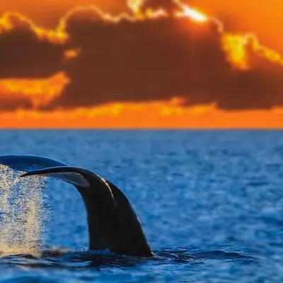 Sunset Whale Watch à Waikiki, Baleines garanties ou retour gratuit | voooya