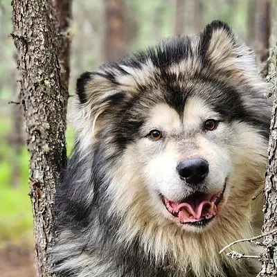 Alaska-Schlittenhundeausflug in Fairbanks | voooya