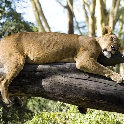 4 jours Masai Mara & Lake Nakuru Budget Group Safari en 4x4 Jeep | voooya