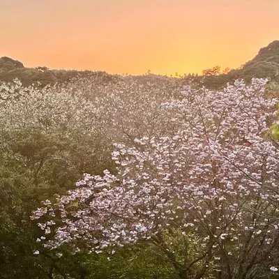 Histoire Kamikaze et Jardins Samouraïs avec le Gouvernement Guide agréé | voooya