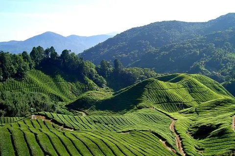 Excursão turística de Cameron Highlands