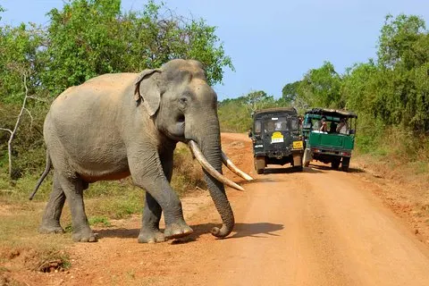 Safari al Parco Nazionale di Udawalawe da Galle/Mirissa/Ella