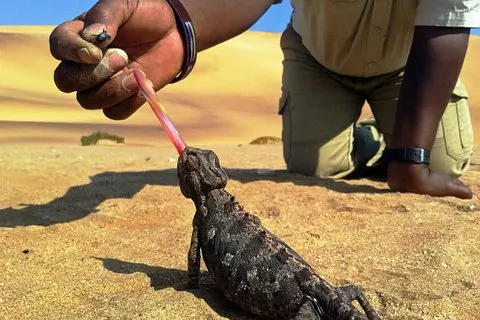Living Dunes Experience de Swakopmund | Voooya.com