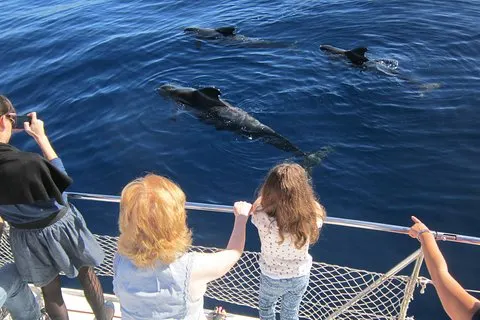 Catamaran le plus célèbre de l’île de Tenerife–Boissons à volonté
