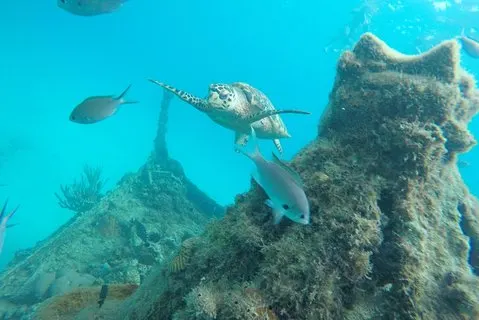 エレガンスカタマランガメの泳ぎとランチクルーズ