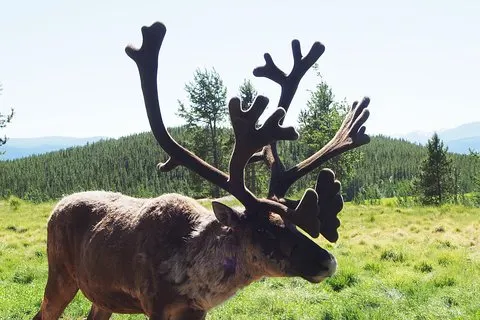 Arktisk dag: Yukon Wildlife & Hot Springs tur | Halv dag
