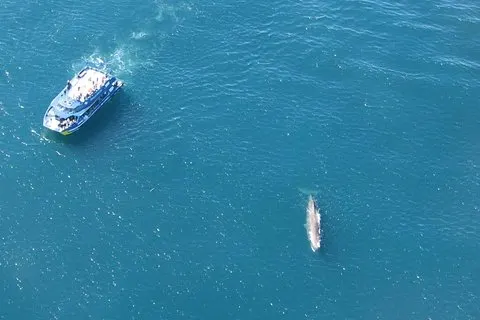 クライストチャーチ発カイコウラウェールウォッチング日帰り旅行