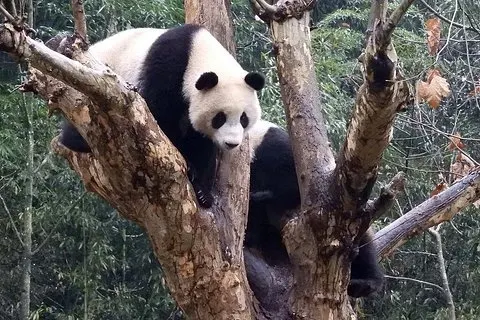 Programme de bénévolat de la base de Wolong Panda avec possibilité de prendre des photos avec l’option Panda. | voooya