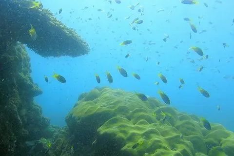 Plongée avec tuba sur les récifs locaux et plage déserte