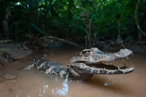 Fuga Tropical: Excursão de 3 Dias pela Floresta Amazônica saindo de Quito