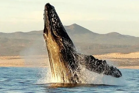 Gray Whale observasjon på Lopez Mateos