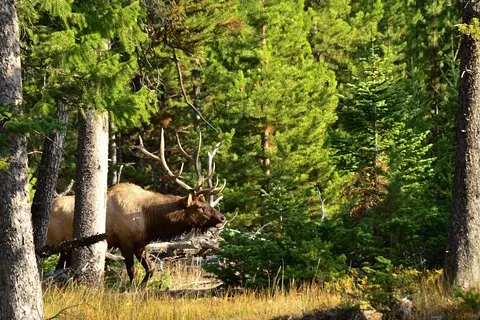 Privat Yellowstone Wildlife sightseeingtur