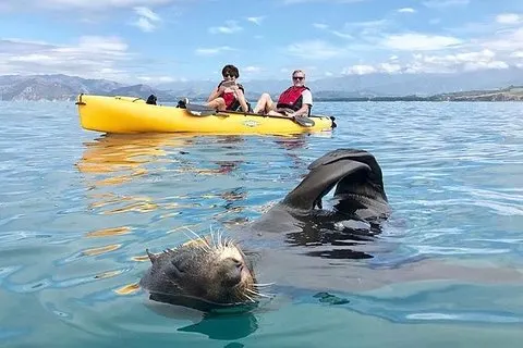 カイコウラのアザラシカヤックアドベンチャー