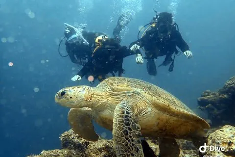 TRY SCUBA（ダイバー以外）