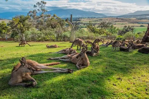 Landutflukt: Hobart Highlights Day Tour