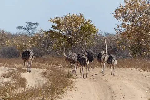 Excursión de un día a Moremi (Okavango)