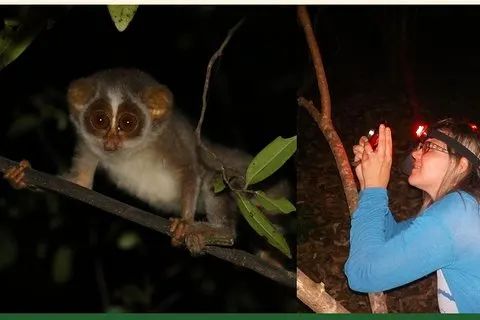 Caminhada noturna para ver Loris indescritíveis e raros em Sigiriya