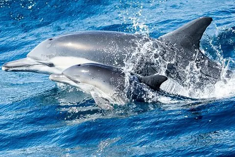 ニューポートビーチのクジラとイルカウォッチクルーズ