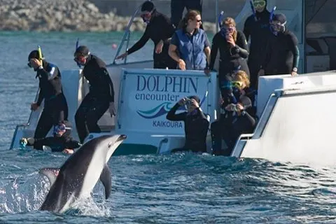 カイコウラはクライストチャーチからイルカツアーで泳ぐ