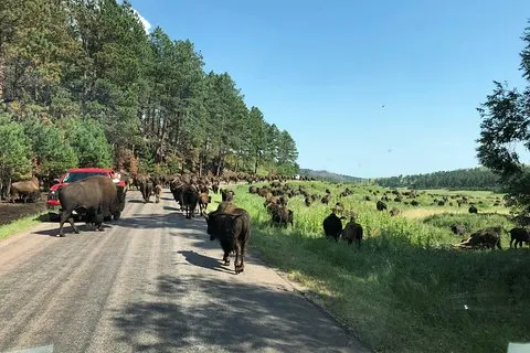 Excursão Privada: Mt Rushmore, CrazyHorse & Custer State Park