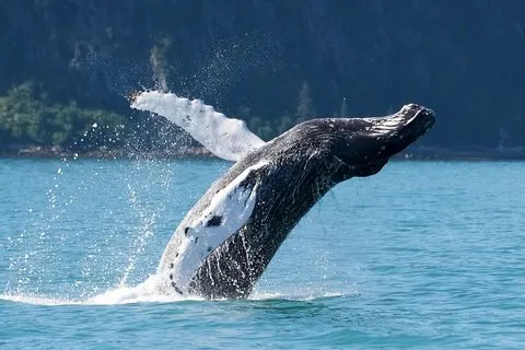Kenai Fjords et Resurrection Bay, croisière d'une demi-journée dédiée à la faune et à la flore