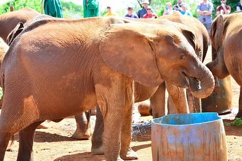 David Sheldrick Elephant Orphanage & Giraffe Center Guidad dagstur