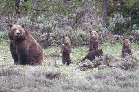 Parc national de Yellowstone - Excursion d'une journée en boucle inférieure au départ de Jackson
