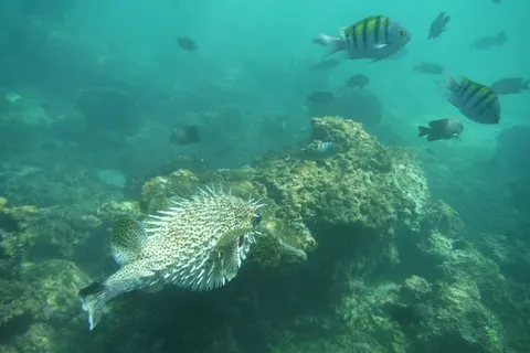 Snorkeltour in Las Gatas Water Break