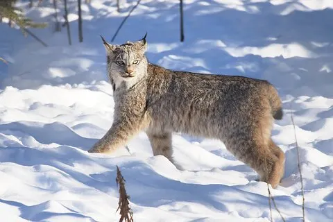Arctic Day: Yukon Wildlife Halvdagstur
