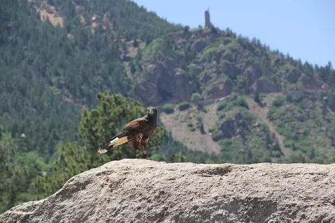 Colorado Springs Hands-On Falconry Klass och demonstration