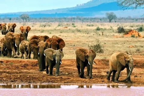 Full Day Private Tour of Tsavo East National Park from Mombasa | Voooya.com