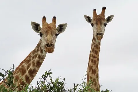 Wildlife Safari, Olive, Bier/Weinprobe Tagestour ab Kapstadt