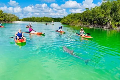 Delfin og Manatee Adventure Tour i Fort Myers