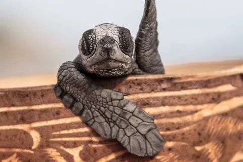 Naturerlebnis: Freilassung von Schildkröten bei Sonnenuntergang in Los Cabos