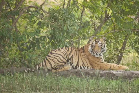 Forfait parc national de Bardia avec lodge Tiger Tops Karnali