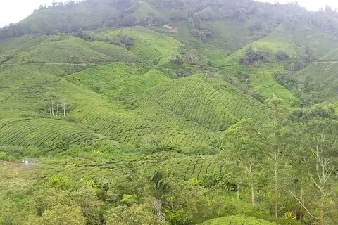 Cameron Highlands Adventure & Tour de um dia inteiro