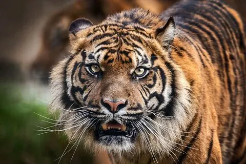 Excursion de 8 jours en triangle d'or avec Ranthambore {Taj , Tigres et plus encore}