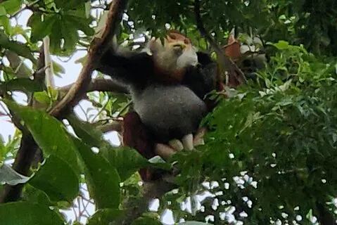Observação de macacos ameaçados - Red Shanked Douc Langurs