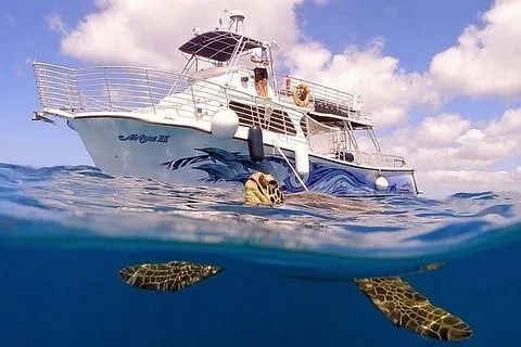 Waikiki Turtle Snorkeling Tour avec Promenade gratuite en chariot | voooya