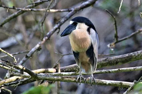 Bird Watching Tour Huatulco HT