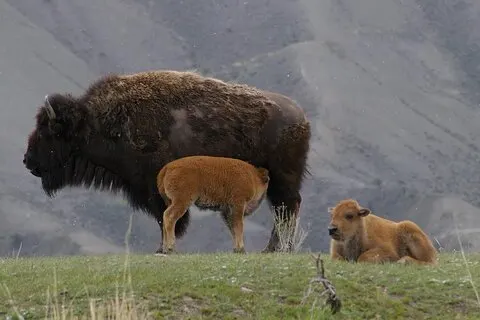 Safari animalier de la boucle supérieure de Yellowstone | Vallée de Lamar | PRIVÉ