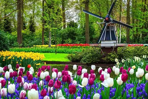 Keukenhof - vårträdgård från Rotterdam, Delf & Haag