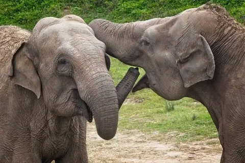 Visite du safari d'Udawalawa et de l'orphelinat des éléphants depuis le port de Hambantota