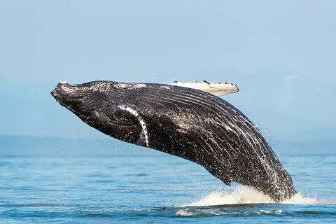 Huatulco Dolphin & Whale Watching