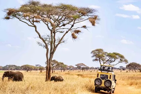 Safari compartilhado de 1 dia para Nyerere NP de Zanzibar