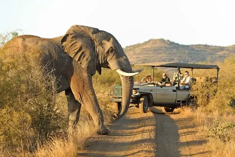 3 - Día Big Five Madikwe Safari desde Johannesburgo